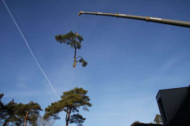 bomen rooien in Vught hovenier boom kappen prijsindicatie